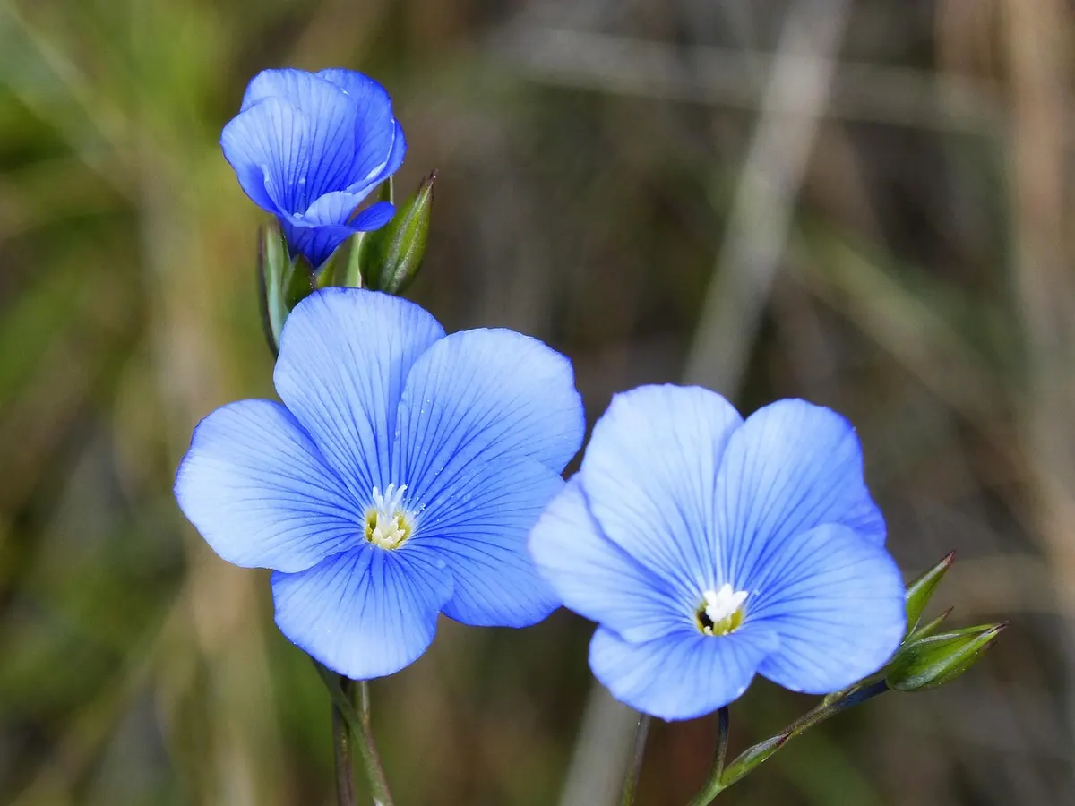 Why British-Grown Flax Could Change How You Buy Linen